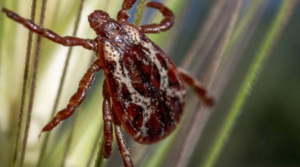 vaccinul impotriva bolii lyme are o eficacitate de 70 potrivit pfizer ar putea deveni singurul disponibil pentru oameni