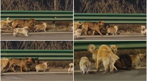7 câini dispăruți în China au devenit virali după ce au mers pe jos 17km până acasă. Clipul cu ei a adunat 230 de milioane vizualizări