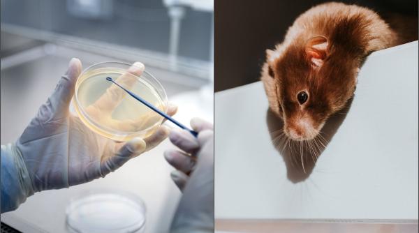 stiinta demoleaza mitul clonarii repetate procedeul duce la complicatii fatale iar armata de clone din star wars n ar fi posibila