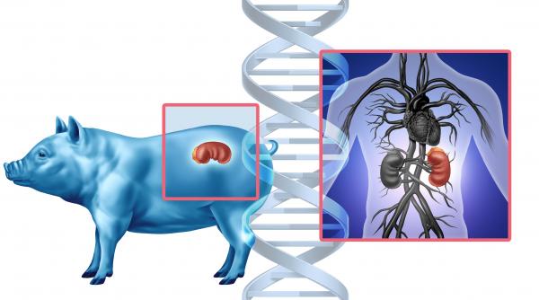 vatican catolicii pot primi transplanturi de organe de la animale care sunt conditiile