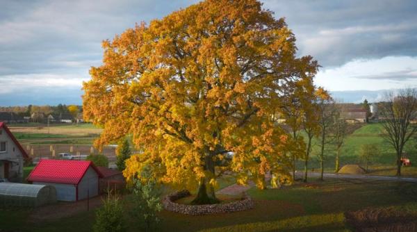 eurovisionul copacilor un stejar lituanian de 400 de ani a invins un ulm stramb polonez iar asta a fost considerat exceptional