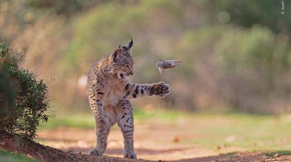 un ras jucaus castiga marele premiu la concursul foto a concurat cu ursuleti vidre si alte animale surprinse in ipostaze unice