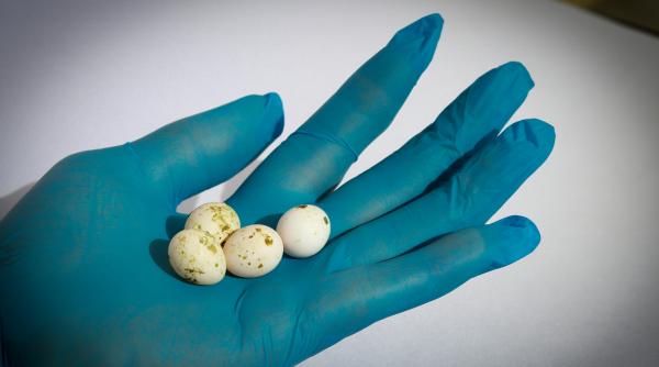 aproape 300 de oua de papagali au fost confiscate pe aeroportul din amsterdam dupa ce vamesii au descoperit un pui eclozat