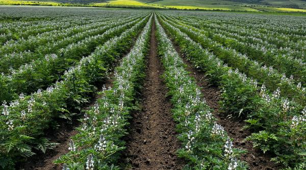ce plante furajere aleg fermierii in functie de obiectivele fermei solutiile propuse de aldemo tqm