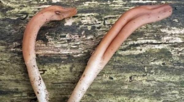 o ciuperca rara in forma de limba a fost gasita pentru a doua oara in europa indiciu uimitor despre padurile pe cale de disparitie