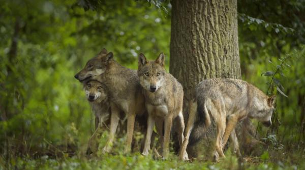 Un parc natural din Marea Britanie a eutanasiat o întreagă haită de lupi, după ce animalele au început să se atace între ele