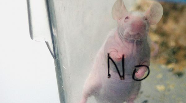 oamenii de stiinta au clonat un soarece apoi au clonat clona si asa mai departe rezultatele au fost ingrozitoare