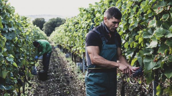 samanta de strugure veche de 600 de ani gasita in toaleta unui spital medieval e identica genetic cu strugurii pentru pinot noir