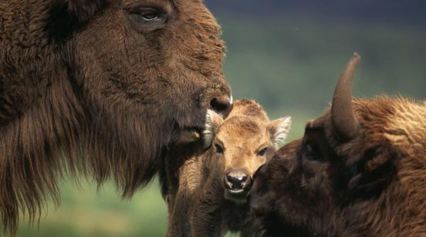 zimbrii adusi in romania au produs un miracol in muntii tarcu acum si presa internationala scrie despre ei