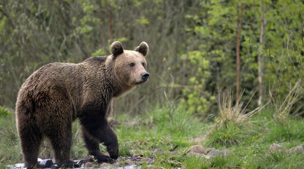 Alertă în Alba: un urs a fost văzut într-o comună din județ. Localnicii au fost avertizați prin Ro-Alert