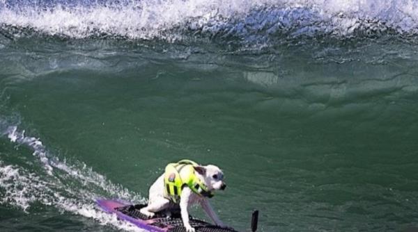 Sugar, primul câine inclus în „Surfer’s Hall of Fame”, a murit: „A adus mereu zâmbete pe fețele oamenilor”