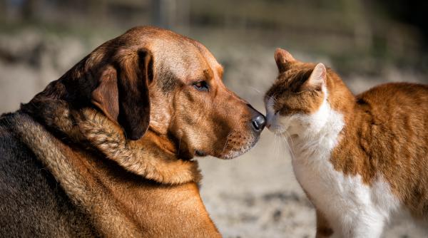 ​În Italia, câinii și pisicile pot dona sânge pentru a salva alte animale