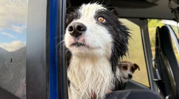 Molly, cățelușa border collie care și-a așteptat stăpână rănită într-o râpă, a fost salvată după ce voluntarii au plătit un elicopter