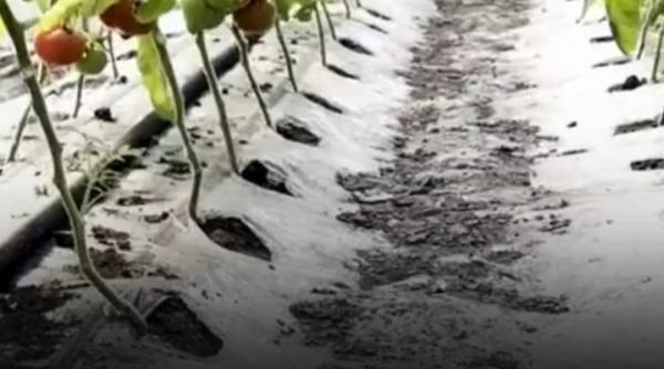 rosii romanesti de patru ori mai scumpe decat cele din import care e motivul