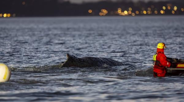 sfarsit tragic pentru balena esuata pe coasta baltica a germaniei va fi lasata sa moara ea a ales aceasta cale