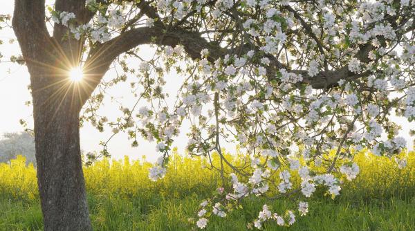 unde vor fi 21 de grade de florii si paste sefa anm nu scapam de ploi
