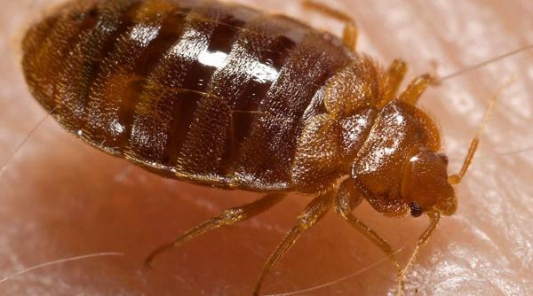 de ce perioada de paste amplifica riscul infestrarilor cu insecte in locuinte