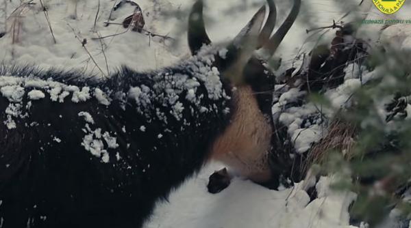 Imagini rare cu capre negre, în timp ce se hrănesc în Parcul Naţional Piatra Craiului