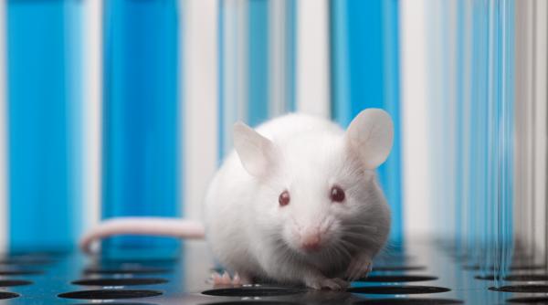 oamenii de stiinta au vindecat diabetul de tip 1 la soareci fara imunosupresoare cum au reusit