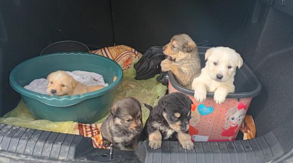 elevii unui liceu din zalau au salvat cinci catelusi abandonati iar profesorii lor i au adoptat albusa a ajuns la proful de sport