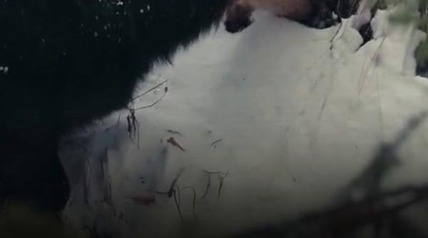 imagini rare cu capre negre in timp ce se hranesc in parcul national piatra craiului