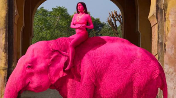 un elefant roz a murit la sase luni dupa ce a fost pictat pentru o sedinta foto