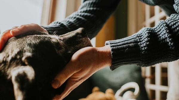 A cheltuit 40.000 de dolari pentru a-și îngheța câinele bolnav de cancer și a-l reînvia ulterior