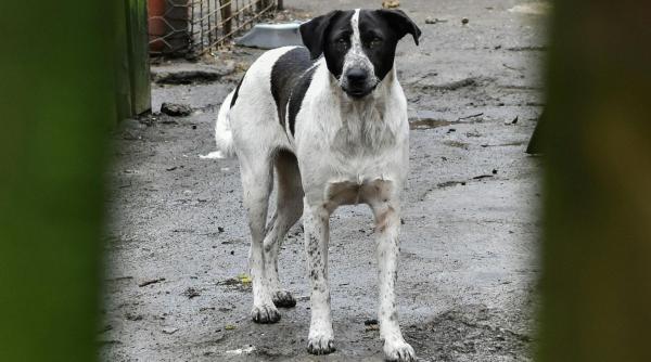 De ce capturarea și omorârea animalelor de pe stradă nu oprește fenomenul câinilor fără stăpân și ce soluții există cu adevărat