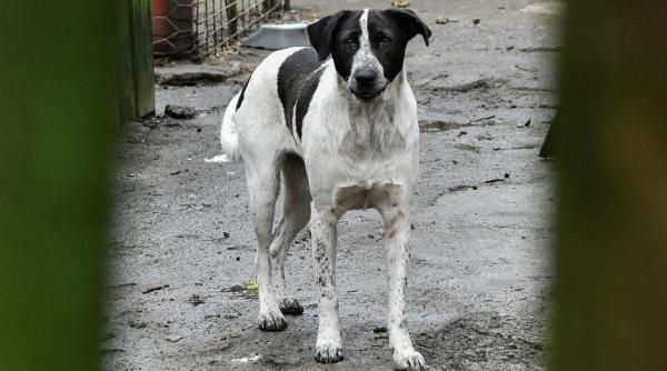 sondaj de ziua mondiala a animalelor fara stapan spune ne cum vezi situatia din romania si ce masuri crezi ca ar trebui luate