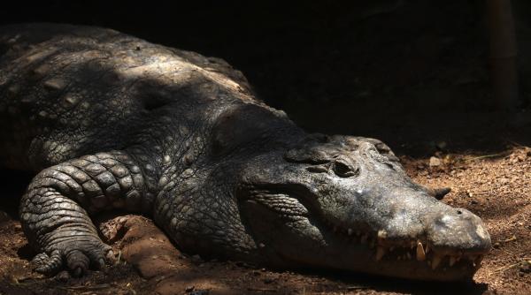 india vrea sa si faca o granita cu serpi veninosi si crocodili ca sa i opreasca pe migrantii din bangladesh