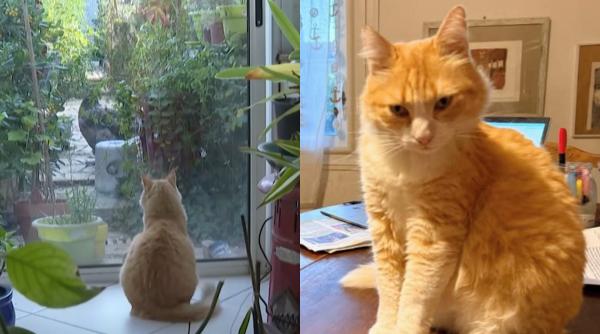 un motan portocaliu e in arest la domiciliu a fost dat in judecata pentru plimbari proprietara lui remi trebuie achite si despagubiri