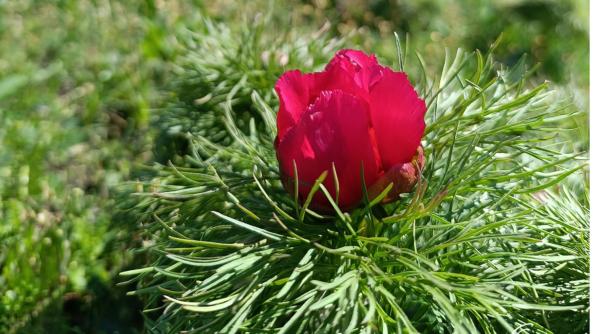 a inflorit primul bujor de stepa din 2026 in rezervatia de la zau de campie unica in europa cand se deschide sezonul de vizitare