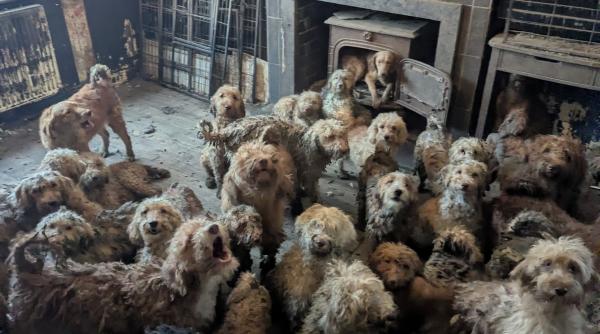 aceasta fotografie nu este generata de ai peste 250 de caini au fost descoperiti pe o proprietate din marea britanie