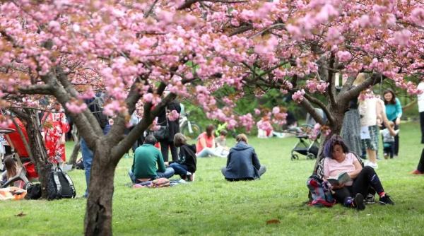 avem cea mai mare gradina japoneza din europa imagini spectaculoase din herastrau unde primaria a plantat 85 de ciresi japonezi
