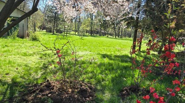 avem cea mai mare gradina japoneza din europa imagini spectaculoase din herastrau unde primaria a plantat 85 de ciresi japonezi