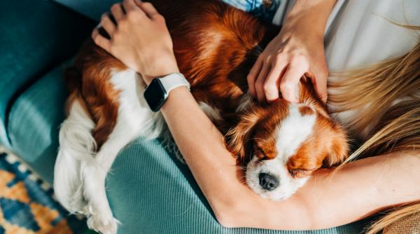 in brazilia cuplurile separate vor primi custodia comuna a animalelor