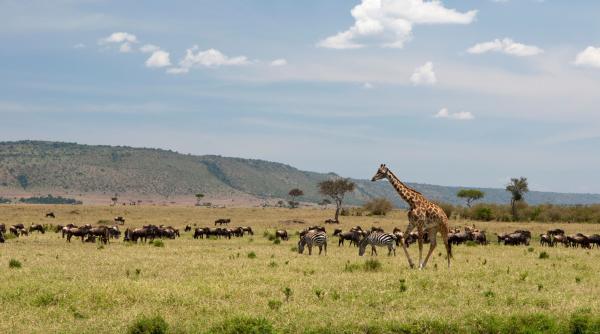 seicii din emirate au pus ochii pe congo vor sa investeasca miliarde pentru a transforma tara intr un paradis turistic al africii