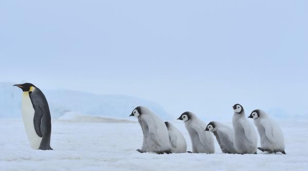 pinguinii imperiali au fost declarati oficial specie in pericol de disparitie