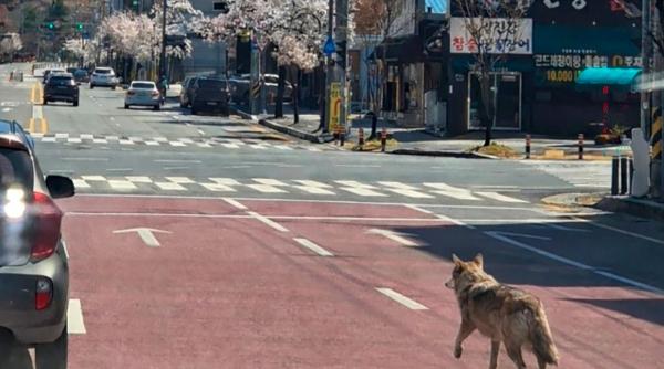un lup se plimba printr un oras cu 1 5 milioane de locuitori dupa ce a evadat de la o gradina zoologica din coreea de sud