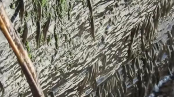 mii de pesti au sfidat gravitatia si au escaladat o cascada inalta de 15 metri