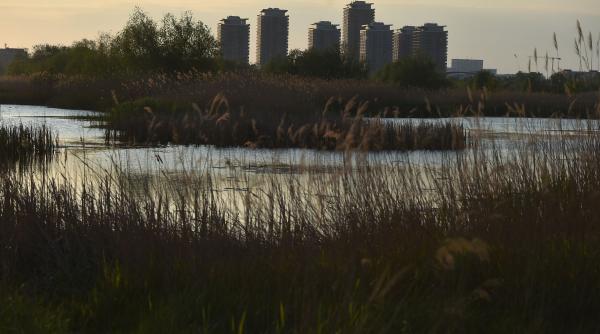 o gradina salbatica in inima bucurestiului inconjurata de betoane jurnalistii de la bloomberg impresionati de delta vacaresti