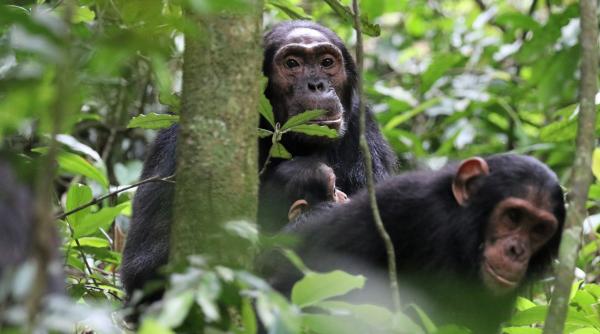 razboiul civil al cimpanzeilor din kibale in uganda inainte se tineau de mana acum incercau sa se omoare intre ei