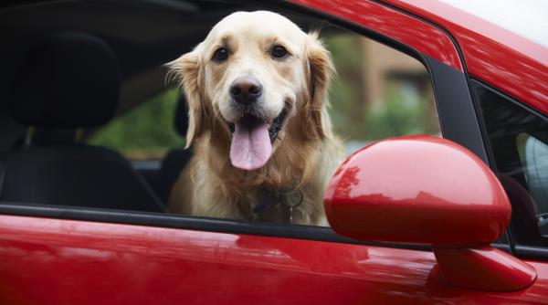 cum trebuie transportate animalele de companie in masina multi nu stiu iar amenda poate ajunge la 4 000 de lei