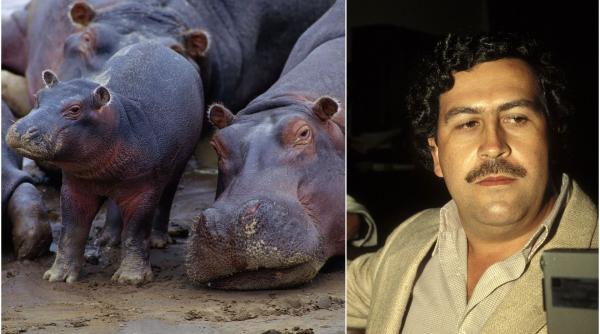 hipopotamii lui escobar din columbia au facut atat de multi pui incat autoritatile nu mai stiu ce sa faca cu ei si au decis sa i vaneze