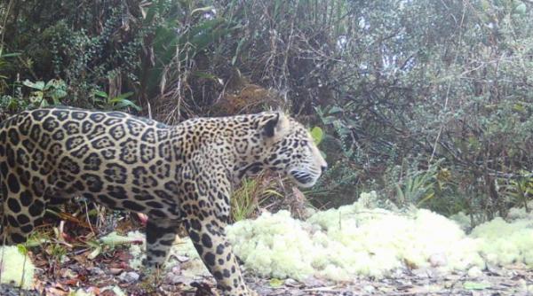 jaguarul norilor a fost vazut penru prima data dupa zece ani in honduras la peste 2 000 de metri inaltime