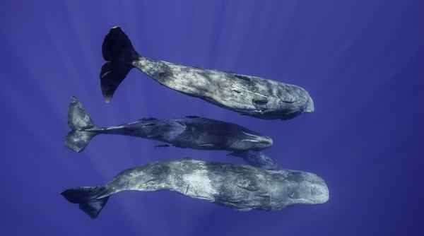 ce au descoperit oamenii de stiinta in sunetele coda emise de casaloti surprinzator de complexe si apropiate de vorbirea umana