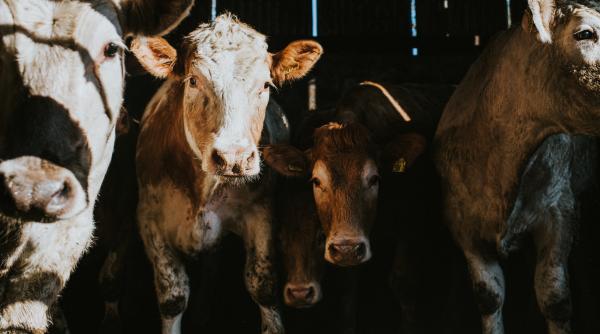 un fermier din italia a ajuns la spital iar primarul localitatii a fost nevoit sa aiba grija de vacile lui in baza unei legi din 1992