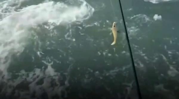 un pescar a fost surprins in mijlocul unui grup de rechini