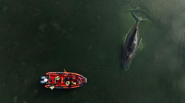 doi milionari finanteaza ultima tentativa de a salva o balena cu cocoasa blocata in germania