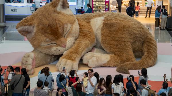 o pisica uriasa doarme in aeroportul din hong kong are 8 metri lungime isi misca coada si toarce iar calatorii sunt cuceriti de ea